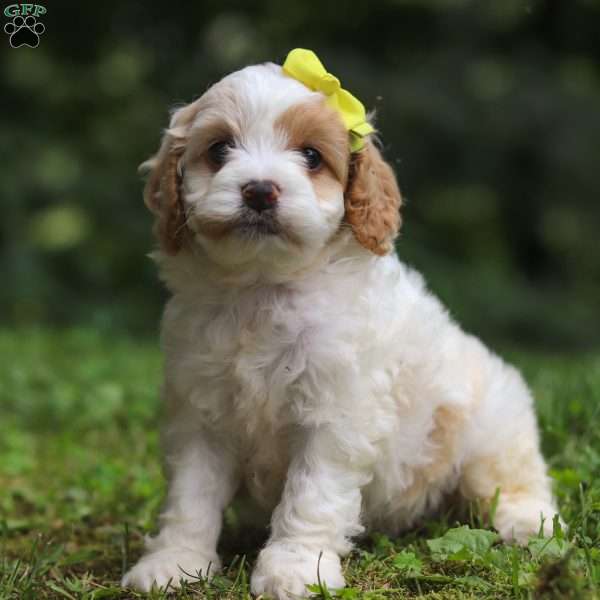 Kehlani, Cockapoo Puppy